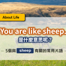 生活英文｜【You are like sheep.】是什麼意思呢？