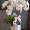 D014-白色蘭花