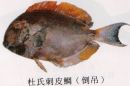 杜氏刺皮鯛