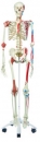 人體骨骼模型(3B)