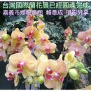 台灣國際蘭花展 攝影分享