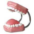 牙齒保健模型(示範牙線使用)