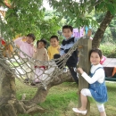 孩子們每天在荔枝樹下玩耍