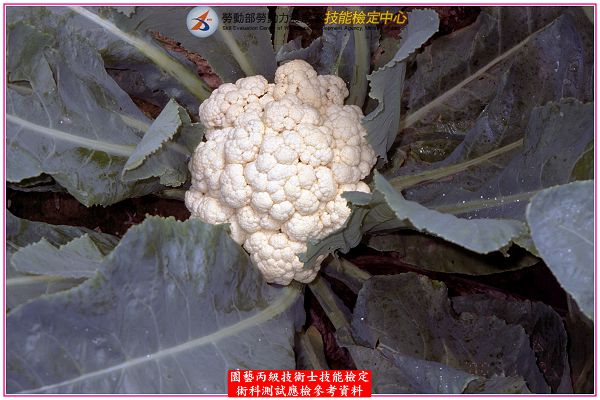 花椰菜 (3)