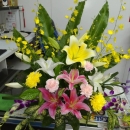 50水盆花