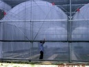 簡易溫室、養殖溫室 