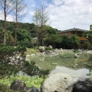 日式落羽松生態池