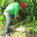 大樓中庭花園施工照片土壤灌注法 (1)