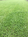 巴西地毯草（草皮）