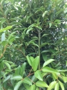 玉桂樹