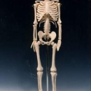 45公分人體骨骼模型