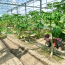 溫室蔬果區