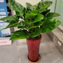 E006-植物