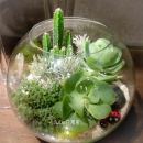 E015-玻璃植物