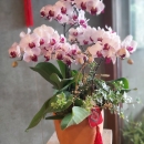 D001-雅緻蘭花