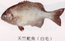 天竺鴕魚