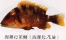 海雞母笛鯛
