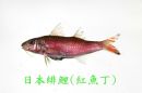 日本緋鯉