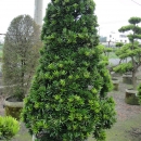 羅漢松(聖誕樹型)