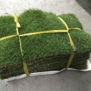 台北草草皮