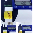 藍蟲珀-戒面長20mm-1