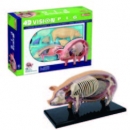4D 透視豬模型