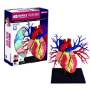 4D 真實尺寸心臟模型