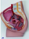 女性骨盆生殖模型(3B)