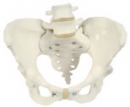 女性骨盆模型(3B)
