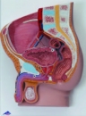 男性骨盆生殖模型(3B)