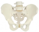 男性骨盆模型(3B)