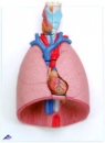 肺模型(3B)