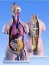 背部開放式人體解剖模型(3B)