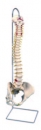 帶女性骨盆脊椎模型(3B)