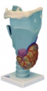 喉部解剖模型(3B)