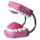 牙齒保健模型