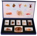 8 件組海洋動物封膠標本