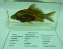 魚解剖封膠標本