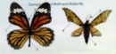 蝶與蛾比較標本
