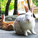 自然生態-兔兔