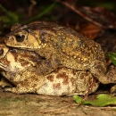 自然生態-青蛙