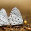 自然生態-蝴蝶