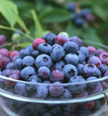平地(暖地)藍莓