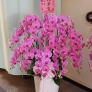 祝賀蘭花✿❀台南花店.萬花園花藝設計❀
