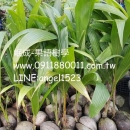 矮種椰子苗