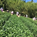 現代茶業人工採茶